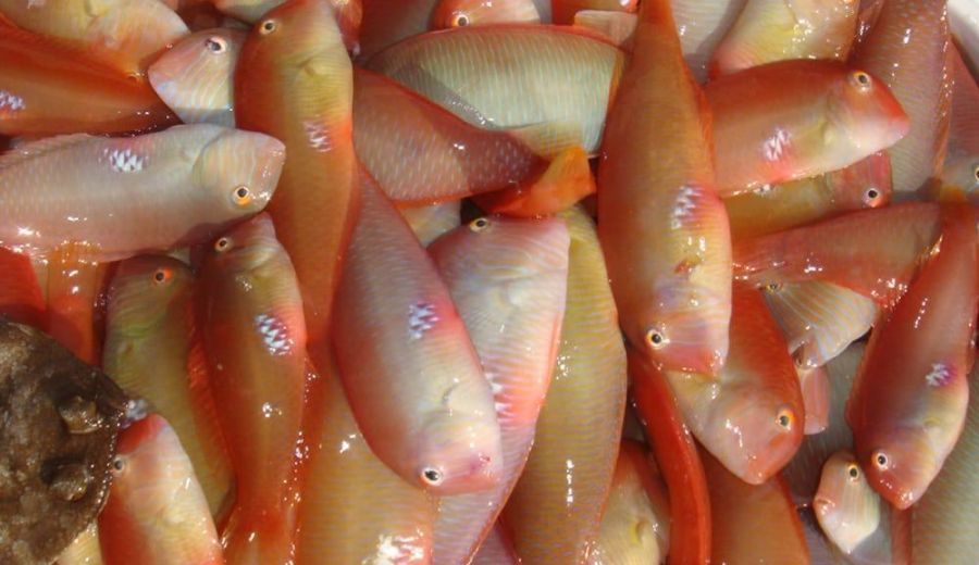 La Pesca del Raó